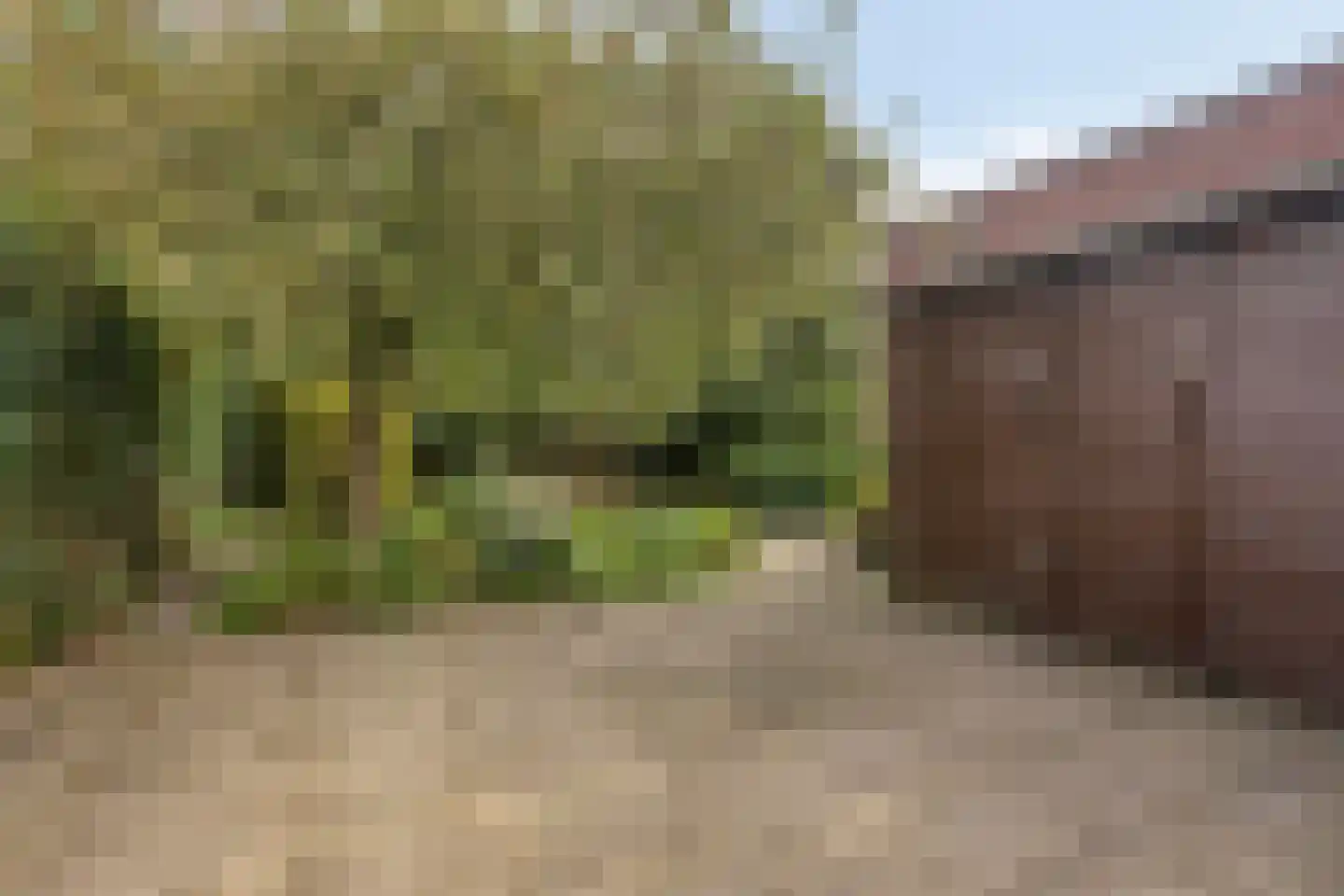 Nielingen 48 Millingen aan de Rijn thumbnail 23