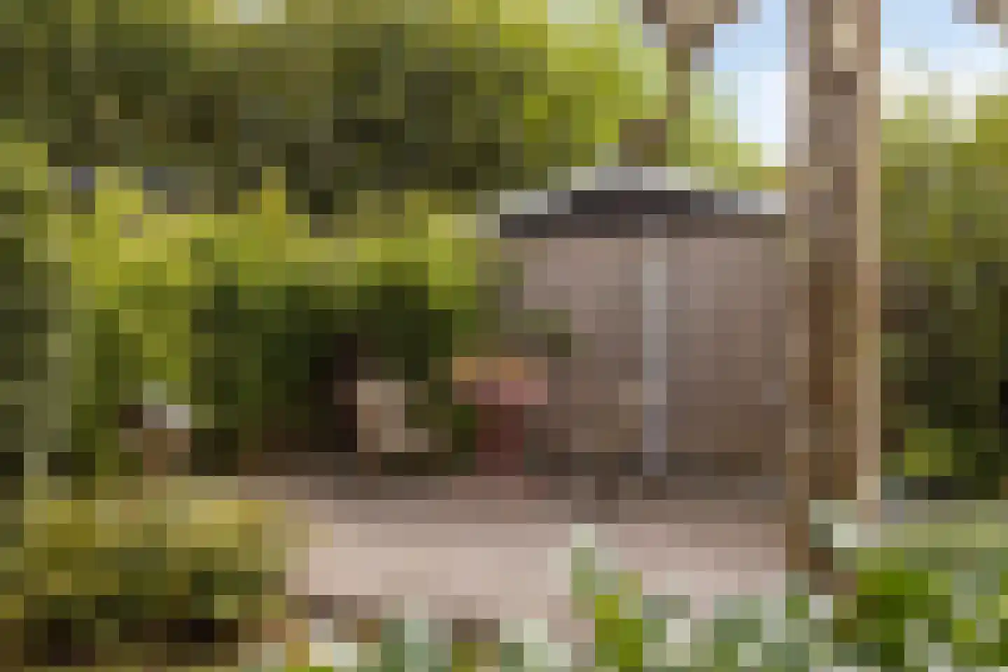 Nielingen 48 Millingen aan de Rijn thumbnail 4