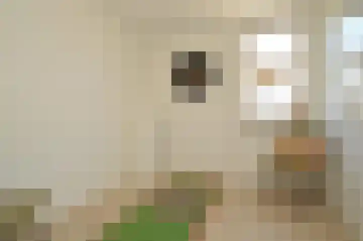 Niers 11 Deurne thumbnail 16