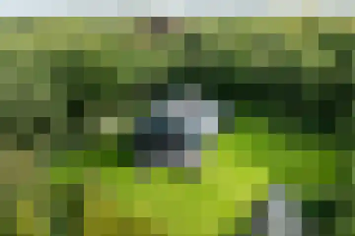 Niersenseweg 22 Vierhouten thumbnail 8