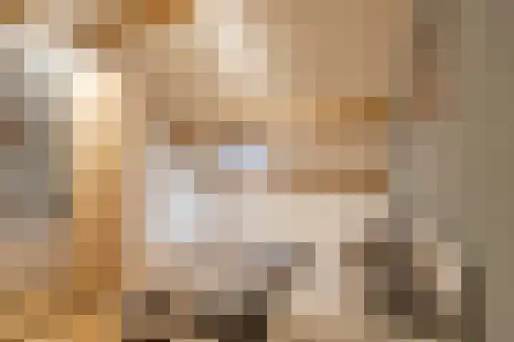 Niesgoet 11 Ell thumbnail 29