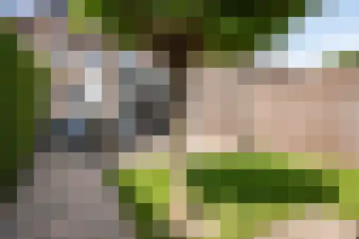 Nieuburgstraat 29 Uden thumbnail 41