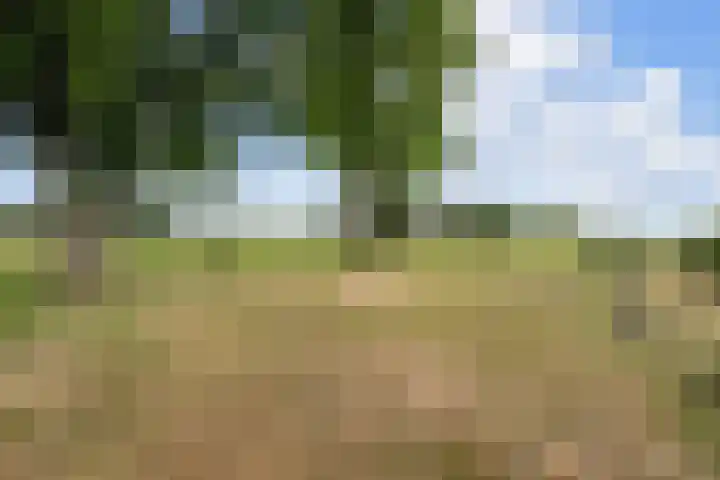 Nieuw-Amsterdamseweg 20 Schoonebeek thumbnail 44