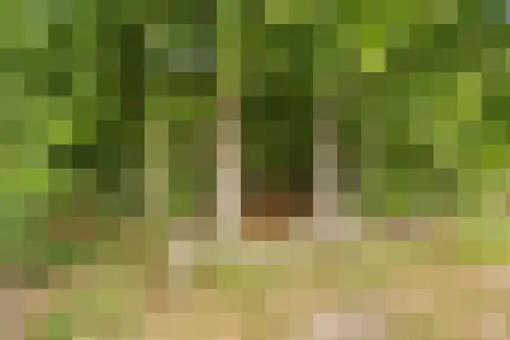 Nieuw-Amsterdamseweg 20 Schoonebeek thumbnail 50