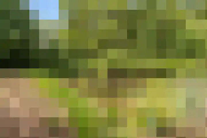Nieuw-Amsterdamseweg 20 Schoonebeek thumbnail 52
