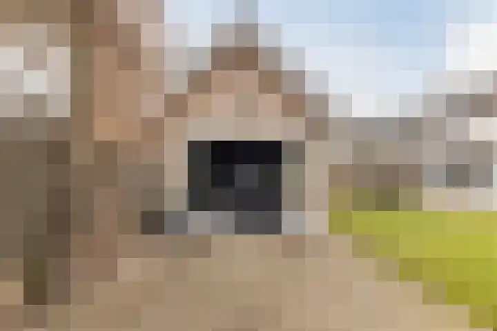 Nieuw Erfseweg 16 Geldrop thumbnail 47