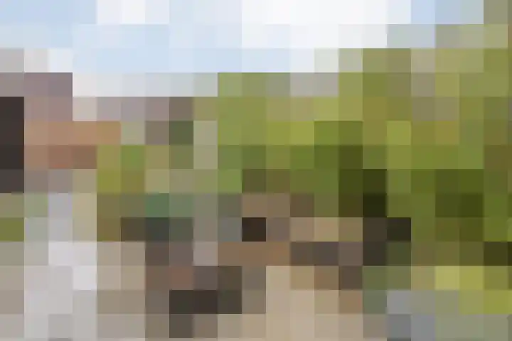 Nieuw-Guineastraat 6 Zwolle thumbnail 32