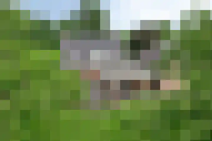 Nieuw Laar 28 Berlicum thumbnail 42