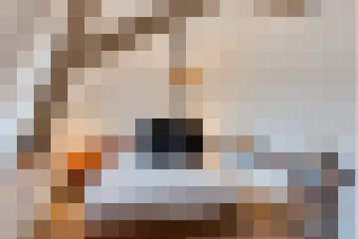Nieuw Schoonoordstraat 10 Baarn thumbnail 22