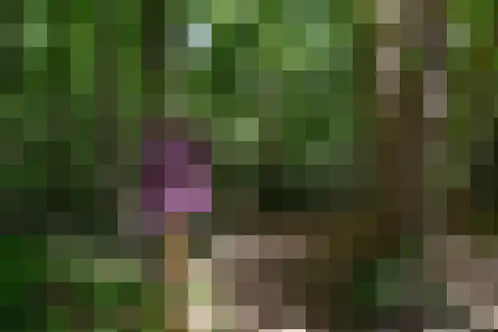 Nieuwe Blaricummerweg 15 Huizen thumbnail 37