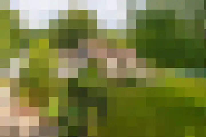 Nieuwe Blaricummerweg 3 Huizen thumbnail 44