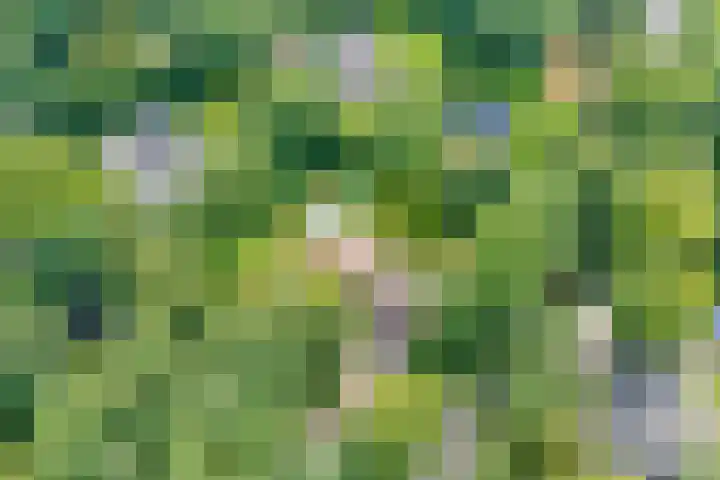 Nieuwe Blaricummerweg 3 Huizen thumbnail 46