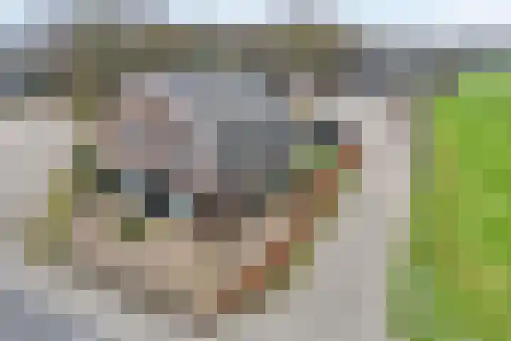 Nieuwe Deventerweg 25 Raalte thumbnail 4