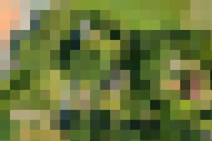 Nieuwe Dijk 14 Zuidwolde thumbnail 31