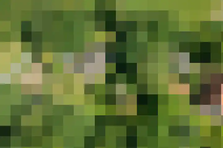Nieuwe Dijk 14 Zuidwolde thumbnail 35