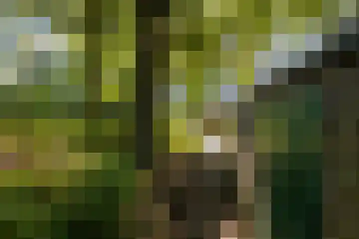 Nieuwe Dijk 14 Zuidwolde thumbnail 47