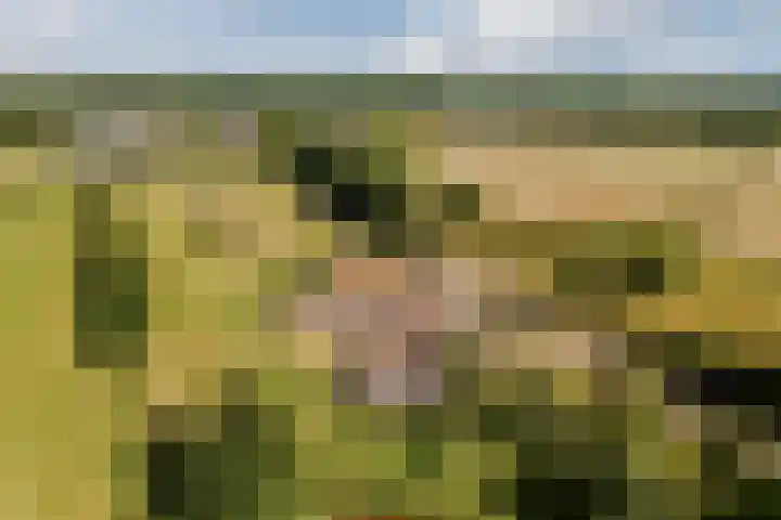 Nieuwe Dijk 4 Zuidwolde foto 3