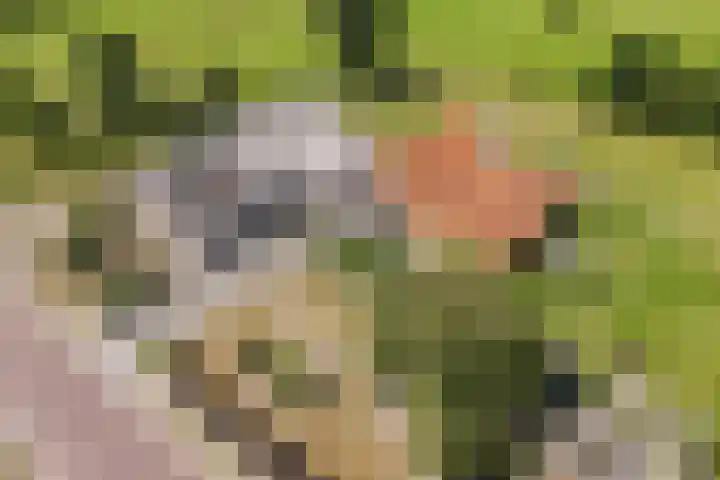 Nieuwe Dijk 4 Zuidwolde thumbnail 4
