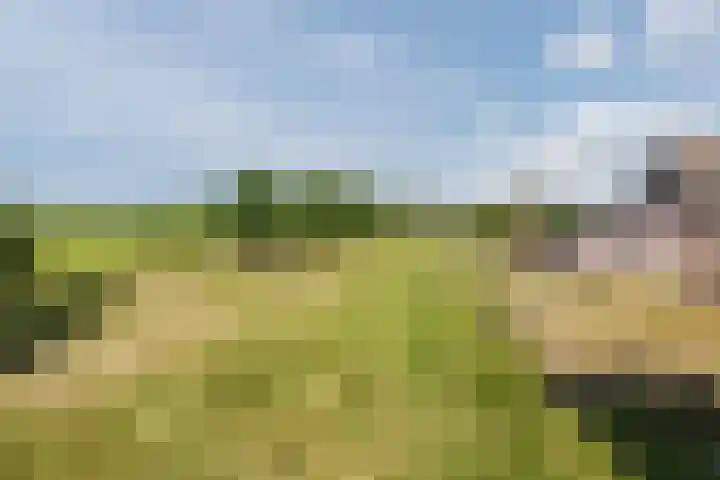 Nieuwe Dijk 4 Zuidwolde thumbnail 62