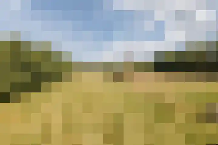 Nieuwe Dijk 4 Zuidwolde thumbnail 63