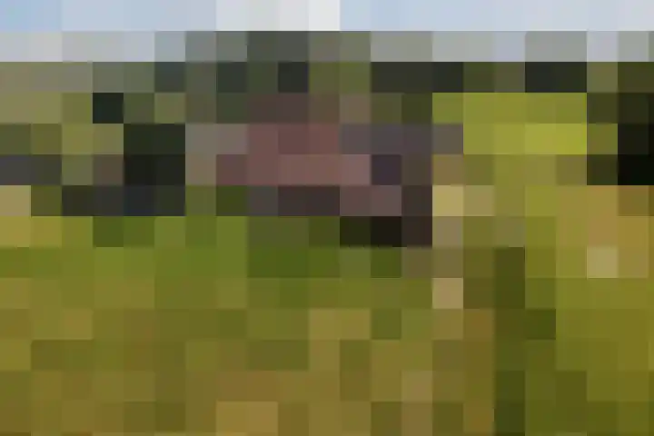 Nieuwe Dijk 4 Zuidwolde thumbnail 64