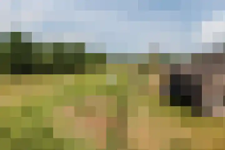 Nieuwe Dijk 4 Zuidwolde thumbnail 65