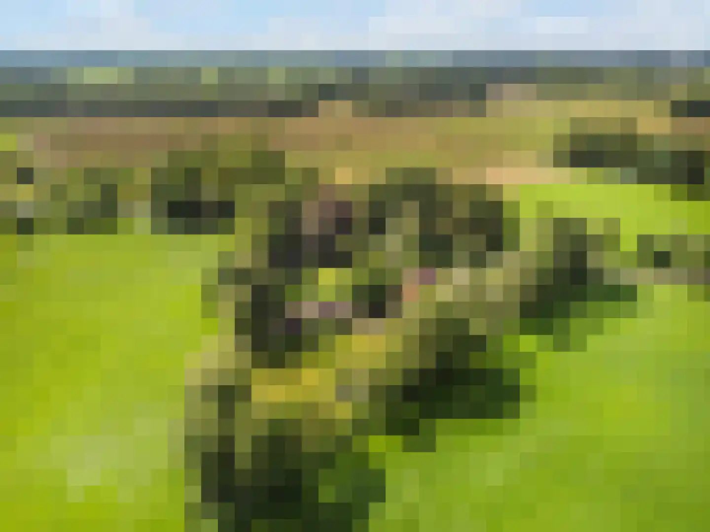 Nieuwe Dijk 6 Zuidwolde thumbnail 57