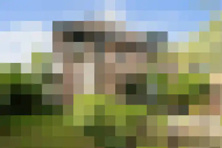 Nieuwe Dreef 43 Ulvenhout thumbnail 44