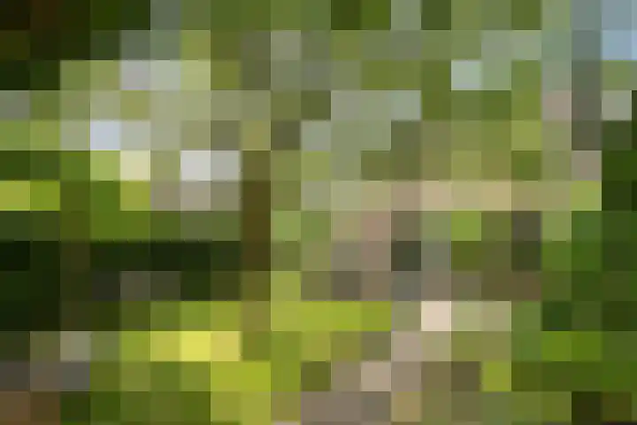 Nieuwe Dreef 43 Ulvenhout thumbnail 46