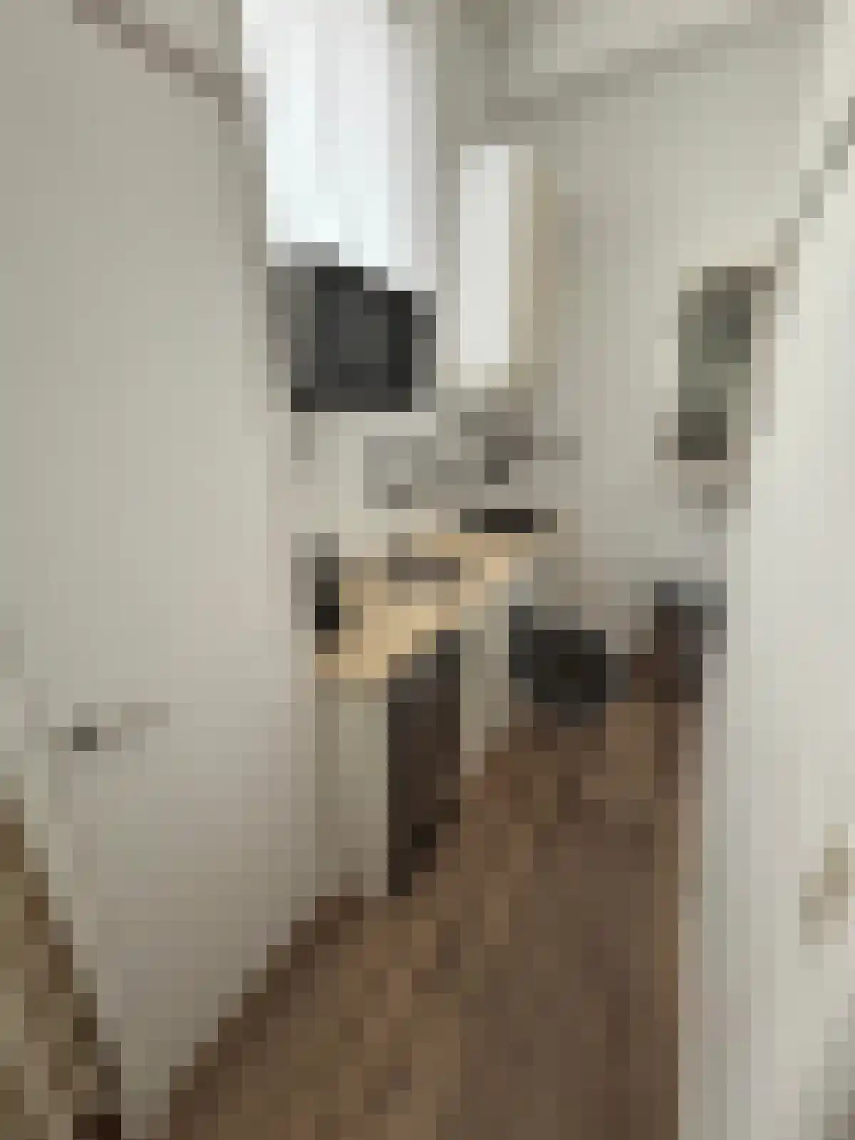 Nieuwe Ebbingestraat 64 Groningen thumbnail 5