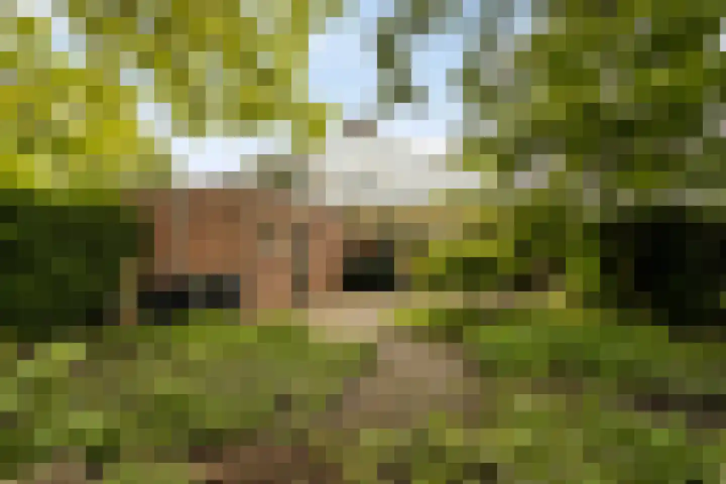Nieuwe Es 21 Borne thumbnail 23