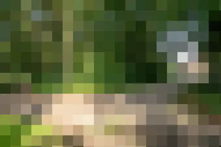 Nieuwe Grensweg 13 Deurningen thumbnail 39