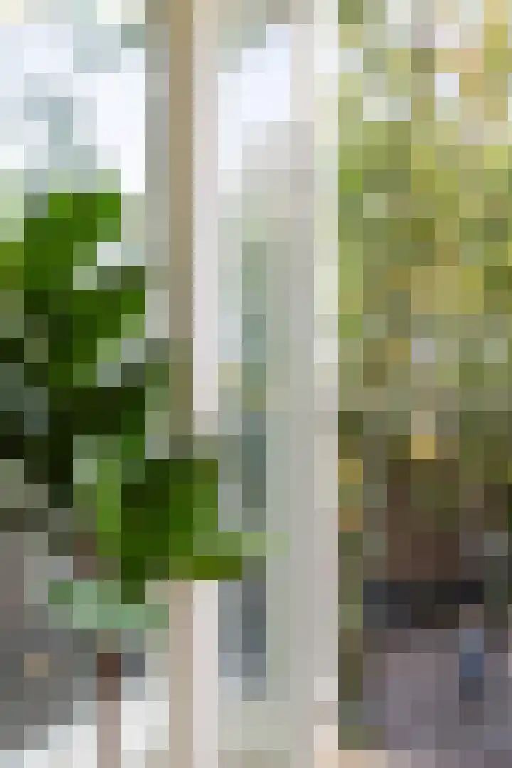Nieuwe Groenmarkt 2 A Haarlem thumbnail 6