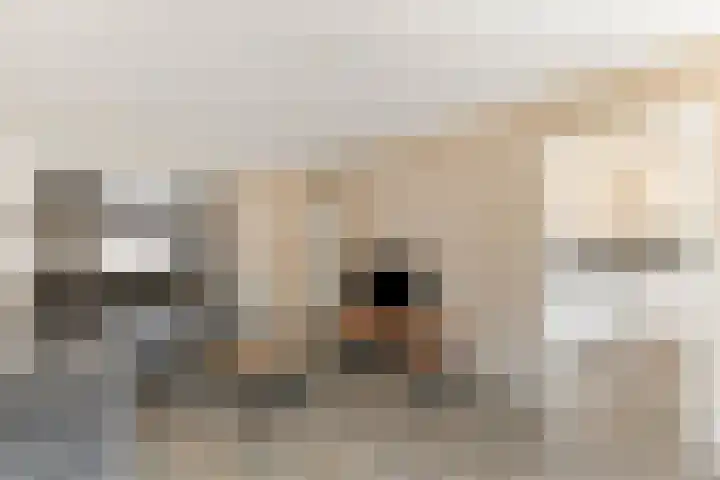 Nieuwe Hescheweg 26 Oss foto 2
