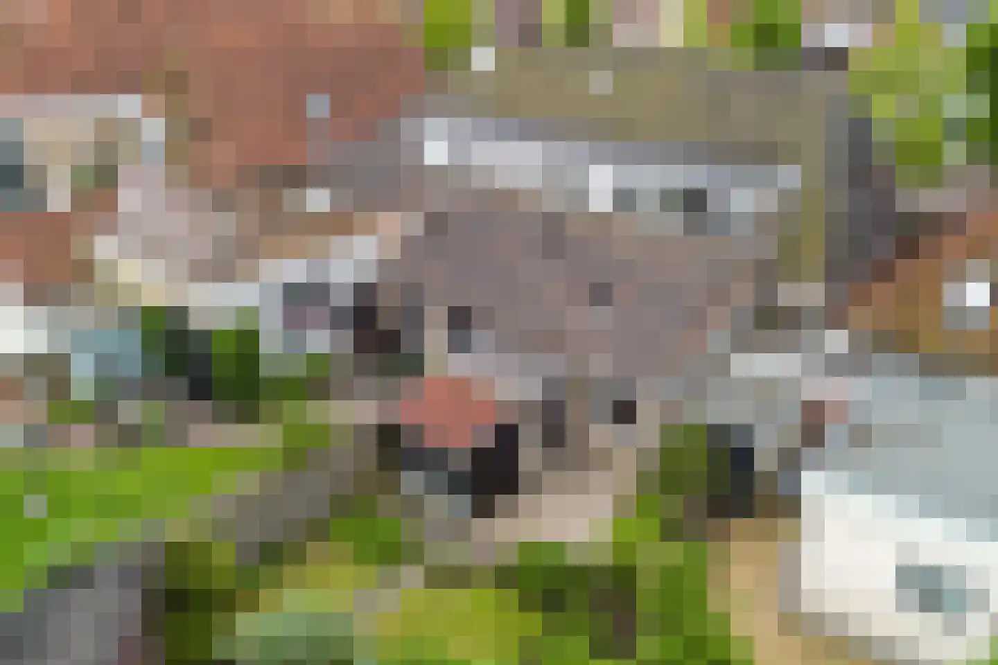 Nieuwe Hof 8 Franeker thumbnail 35