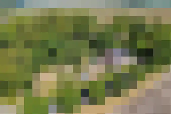 Nieuwe Kerkweg 1 Scharendijke thumbnail 4
