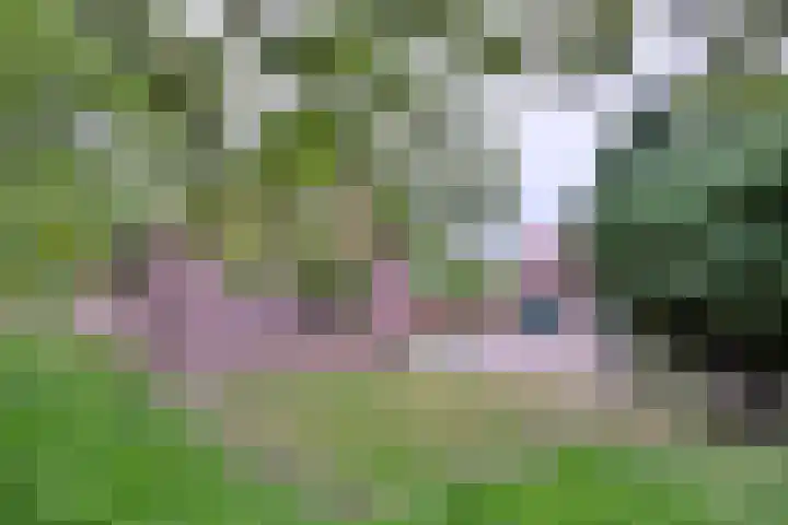 Nieuwe Kerkweg 1 Wehl thumbnail 48