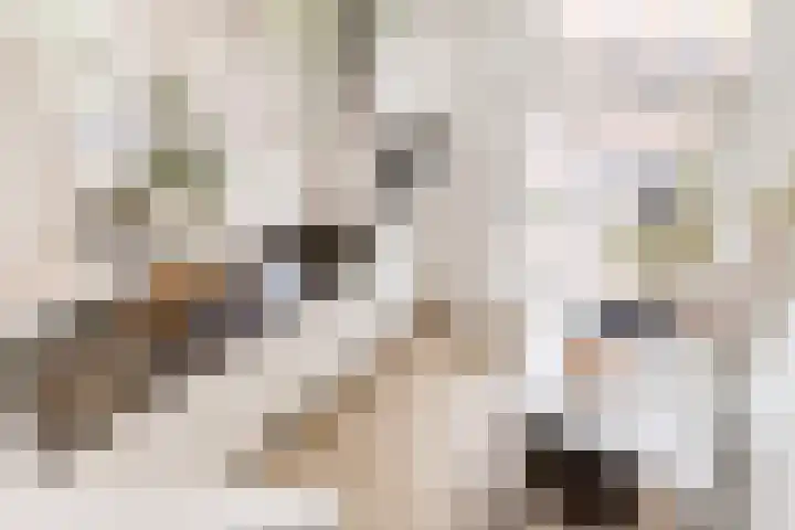 Nieuwe Koekoekstraat 117 Utrecht thumbnail 16