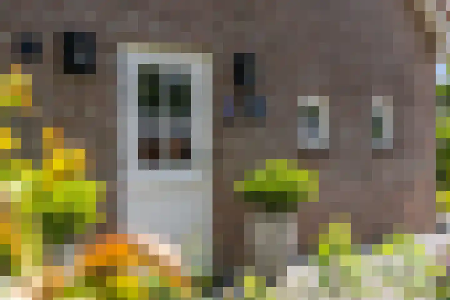 Nieuwe Krim 41 Coevorden thumbnail 6