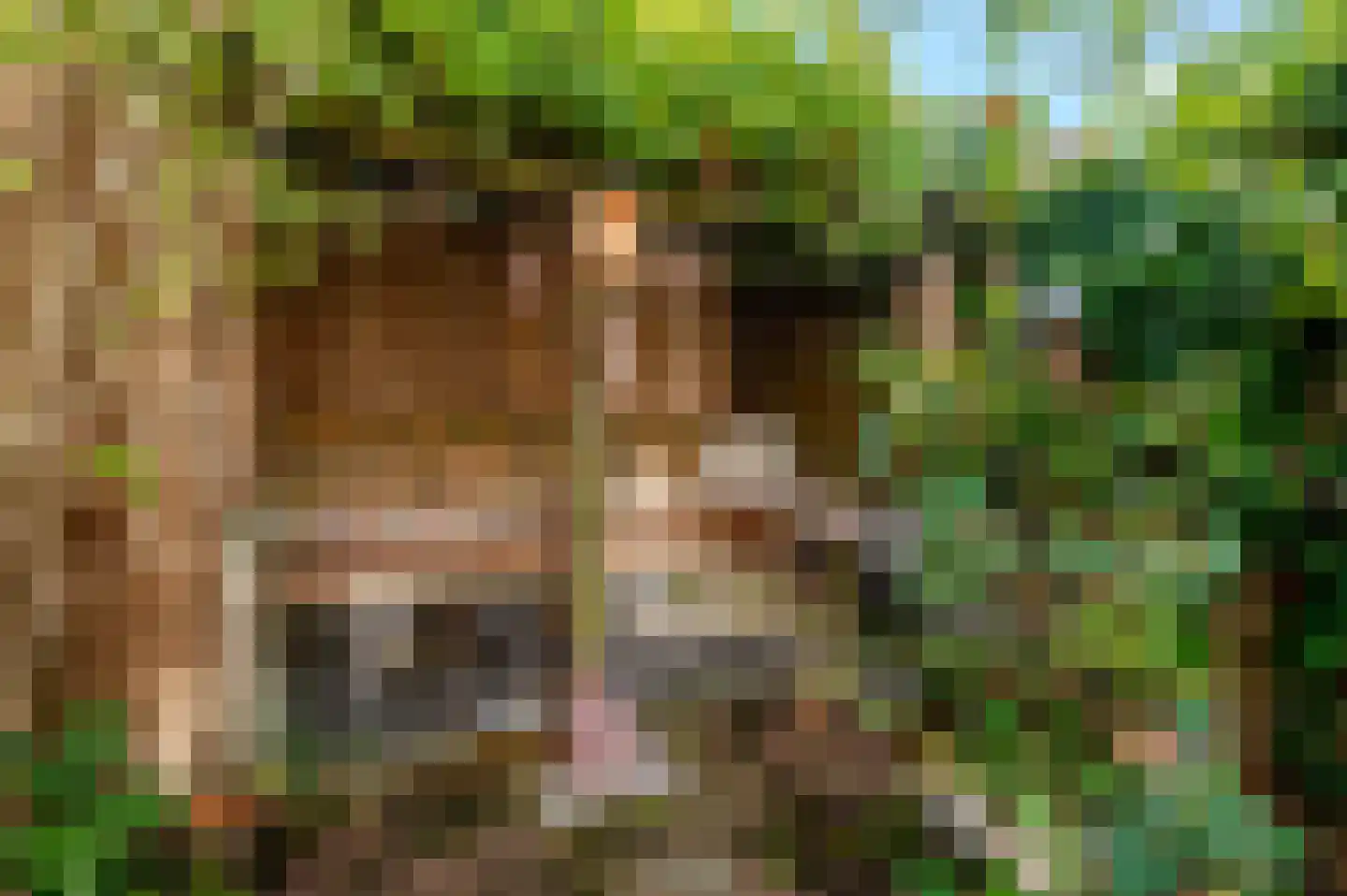 Nieuwe Laantjes 97 Den Haag thumbnail 36