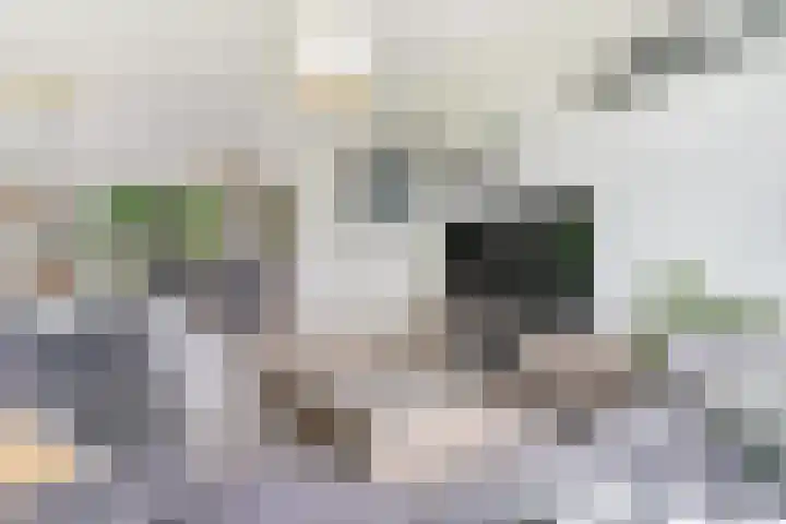 Nieuwe Land 30 Zoutelande thumbnail 7