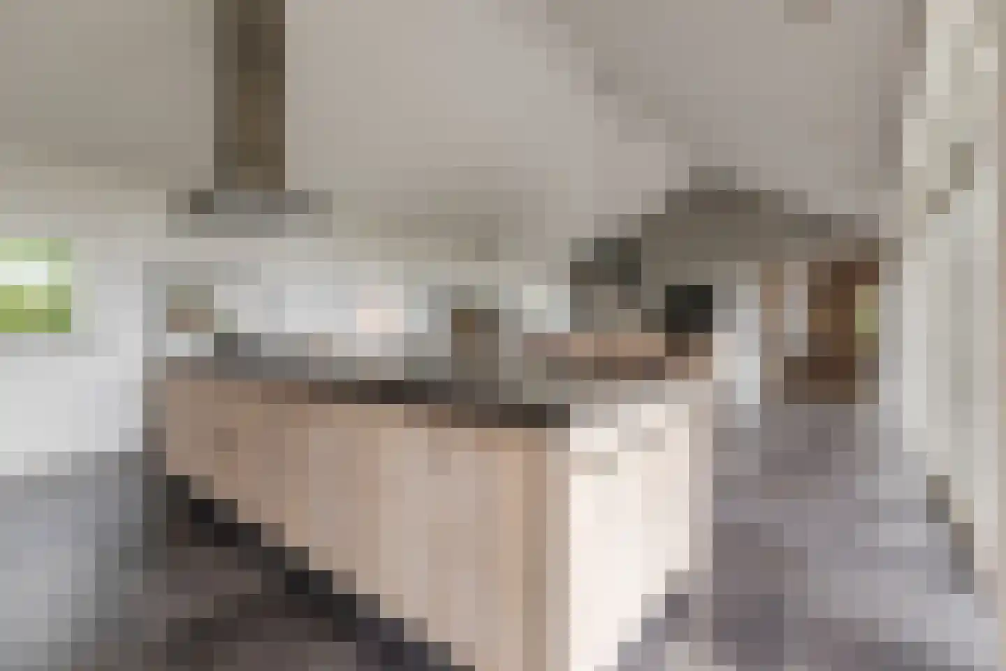 Nieuwe Lijn 4 Tilburg thumbnail 22