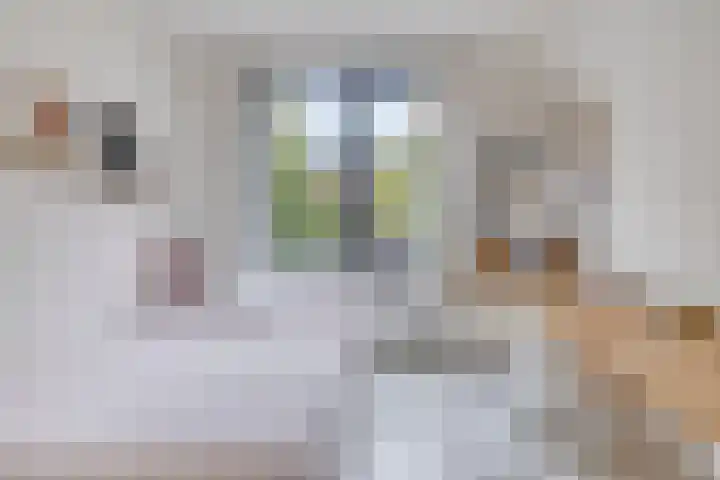 Nieuwe Manegeplein 17 Haarlem thumbnail 21