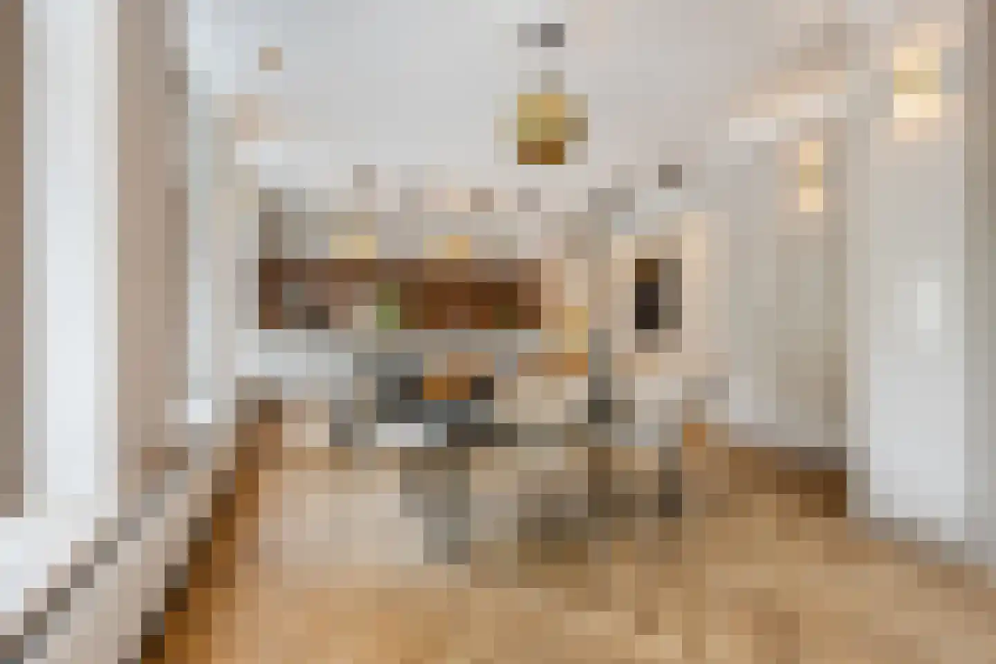Nieuwe Molstraat 37 Den Haag thumbnail 16