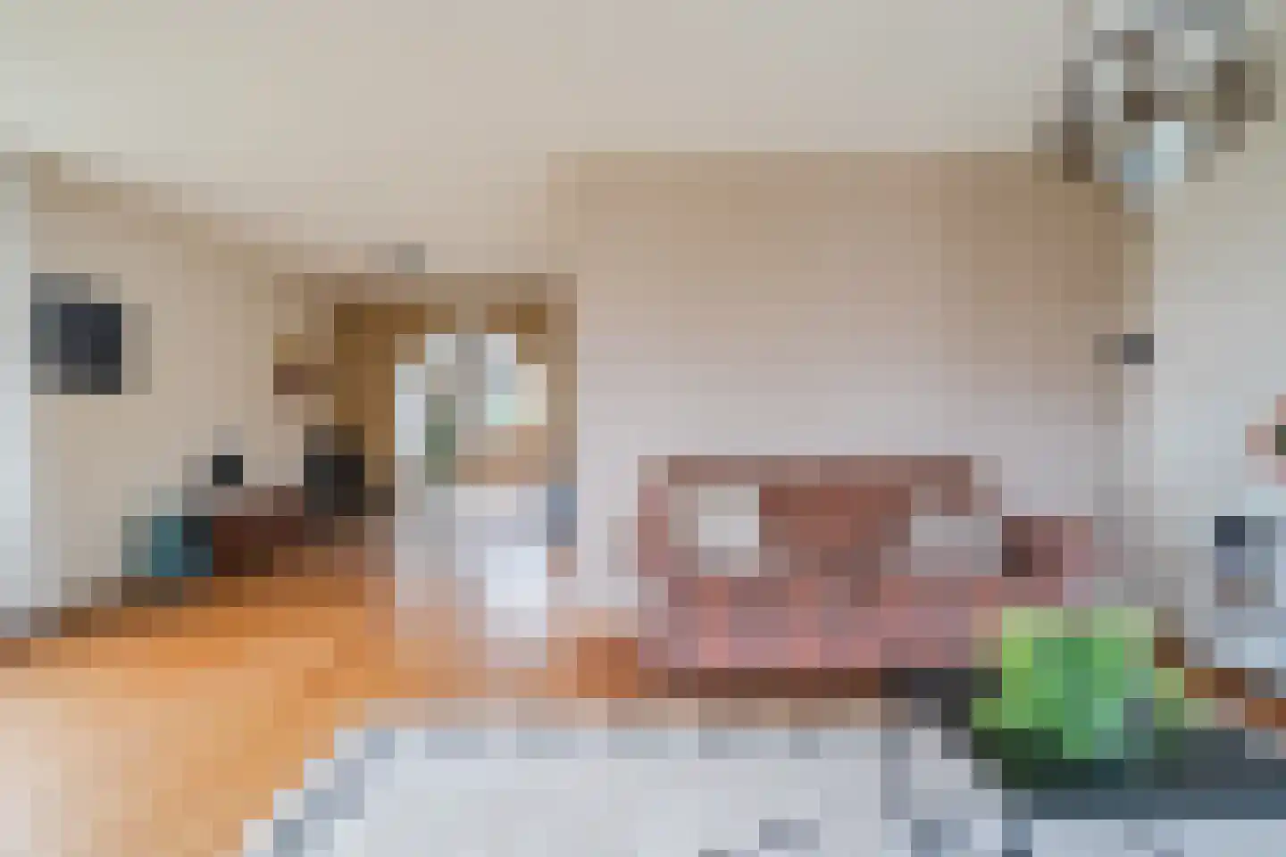 Nieuwe Niedorperweg 26 Nieuwe Niedorp thumbnail 7