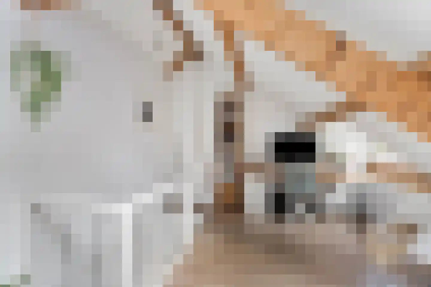Nieuwe Nonnendaalseweg 5 Nijmegen thumbnail 27