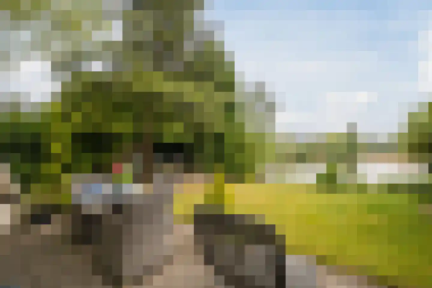 Nieuwe Parklaan 1 Vlagtwedde foto 2