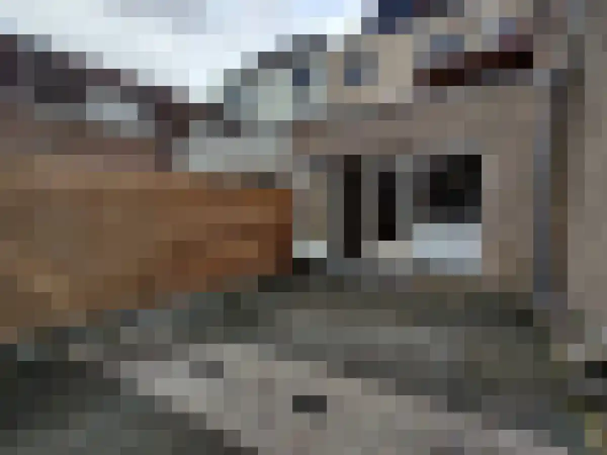 Nieuwe Plein 5 Arnhem thumbnail 6