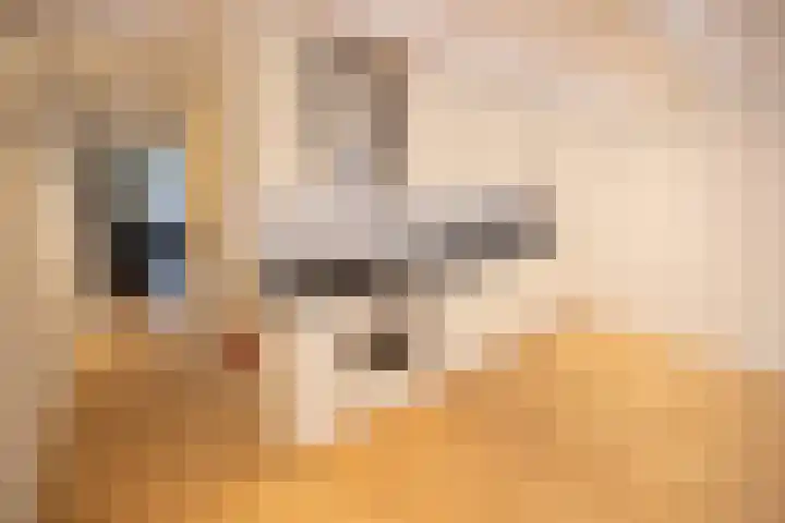 Nieuwe Prinsengracht 100 1 Amsterdam thumbnail 8