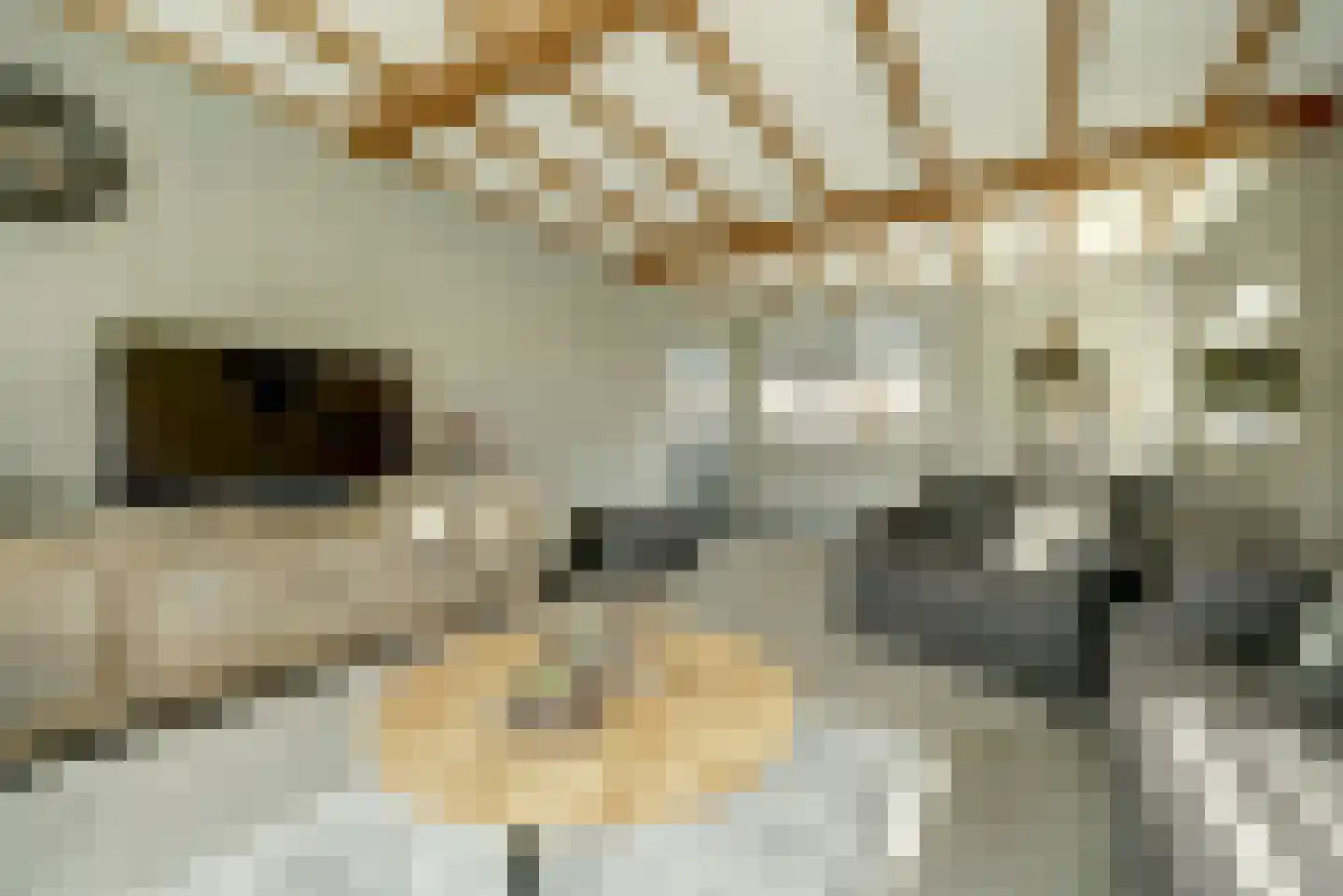 Nieuwe Rijksweg 43 's-Heer Arendskerke thumbnail 11